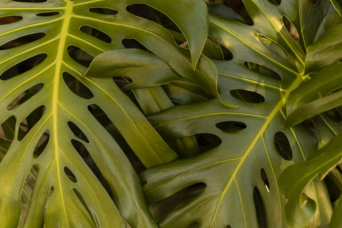 Monstera against concrete