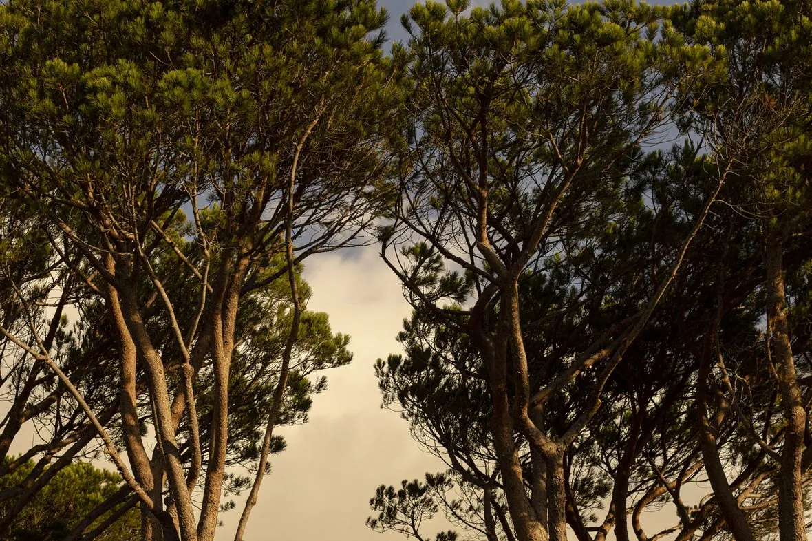 The stone pines